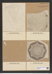 Aulacodiscus affinis Grun. (de-Toni-Nr.: Genus 182, Species 4532) Zeichnungen Sammlung Grunow Nr. 8123 (NHMW-BOT-W0377474)